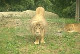 leipzig zoo-01_07_2011_zoo_allgemein_252